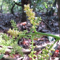 Anamirta cocculus (L.) Wight & Arn.